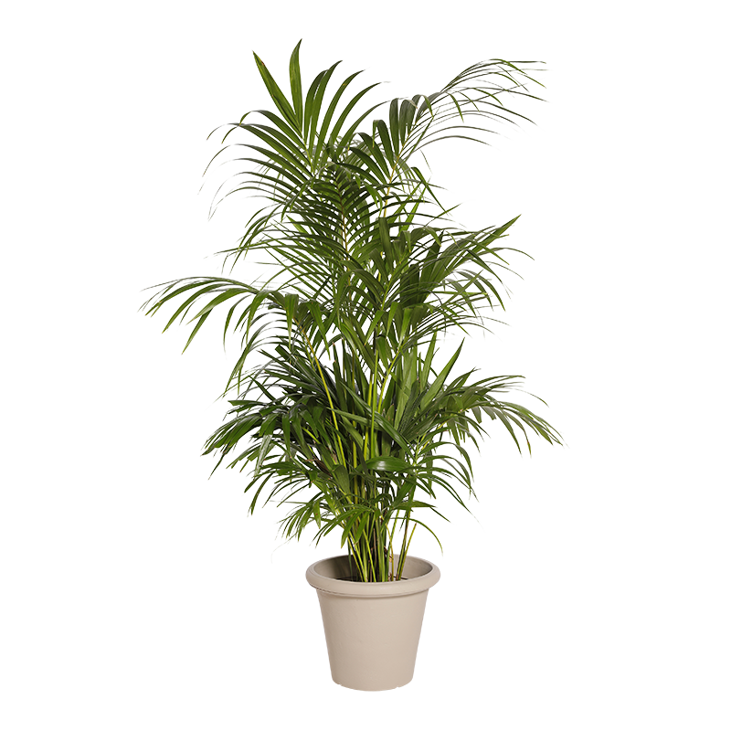 Natural Plant Kentia H160 | Decoroom