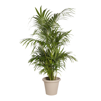 Natural Plant Kentia H160 | Decoroom