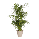 Natural Plant Kentia H160 | Decoroom