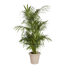 Natural Plant Kentia H160/200