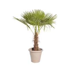 Natuurlijke Plant Palmier H140 | Decoroom