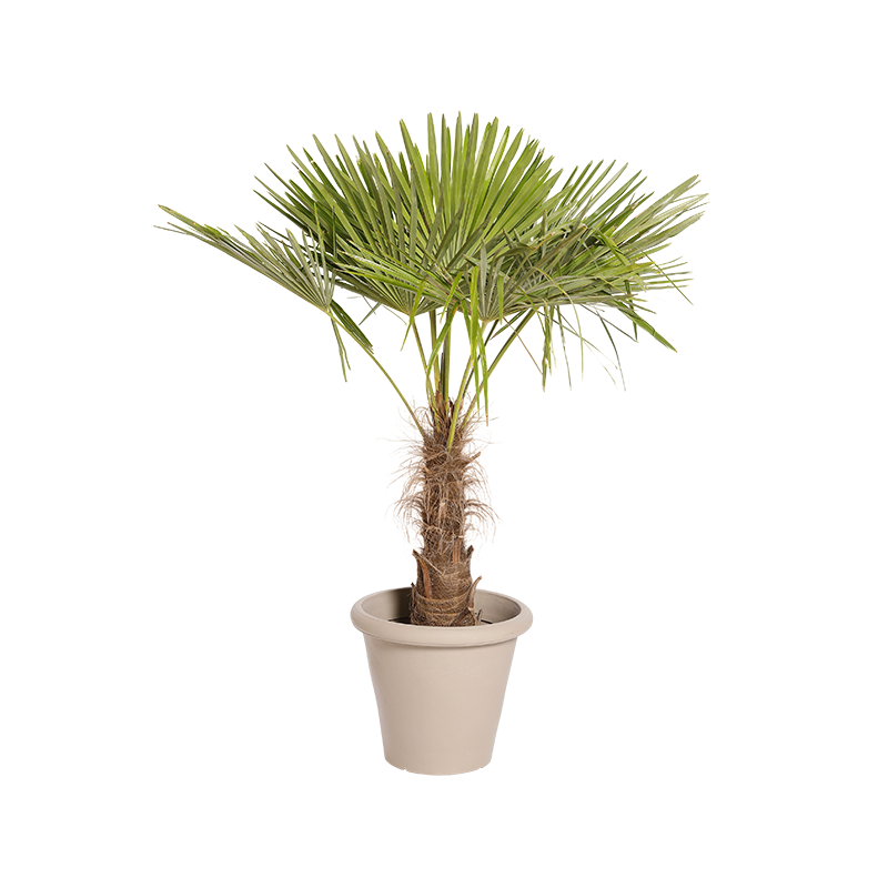 Natuurlijke Plant Palmier H140 | Decoroom