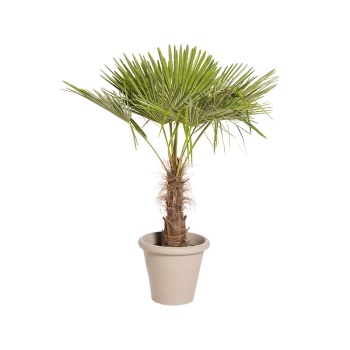 Natuurlijke Plant Palmier H140 | Decoroom