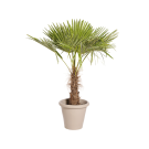 Natuurlijke Plant Palmier H140 | Decoroom