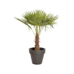 Natuurlijke Plant Palmier H140 | Decoroom