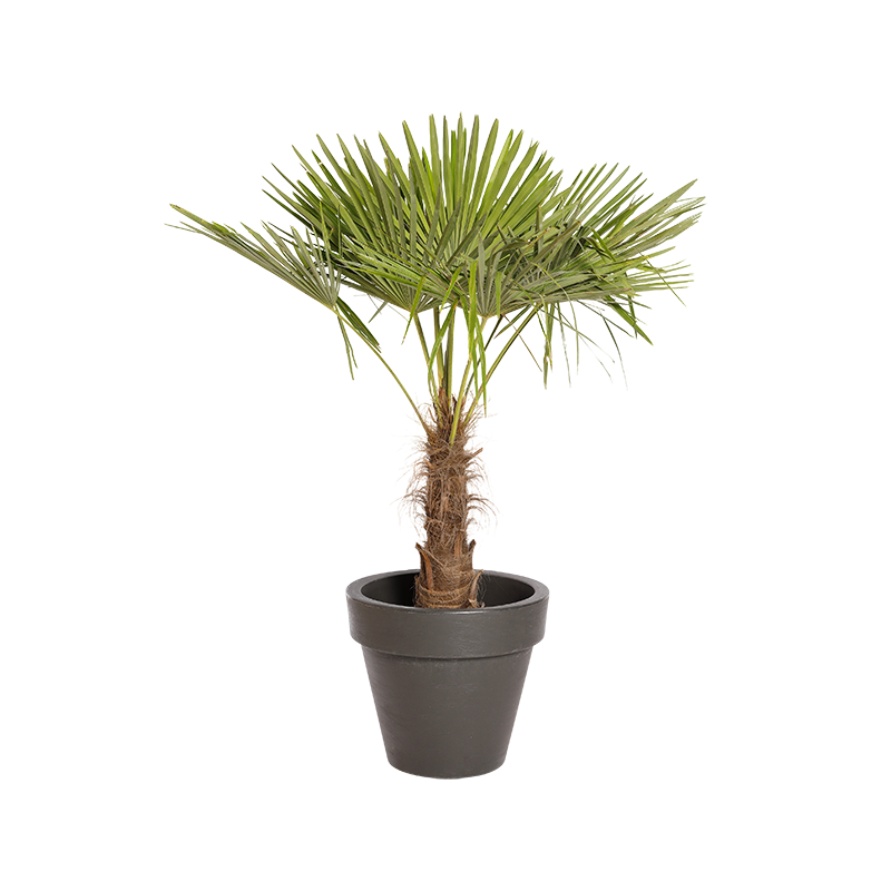 Natuurlijke Plant Palmier H140 | Decoroom