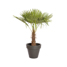 Natuurlijke Plant Palmier H140 | Decoroom