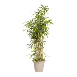 Natuurlijke Plant Bamboe | Decoroom