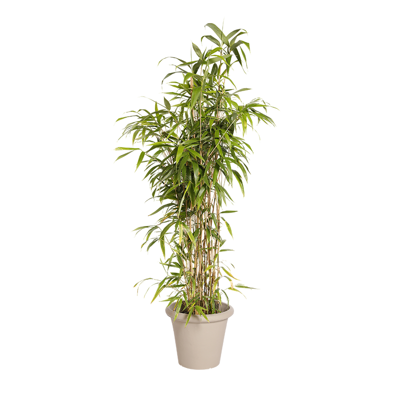 Natural Bamboo Plant | Decoroom