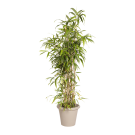 Natural Bamboo Plant | Decoroom