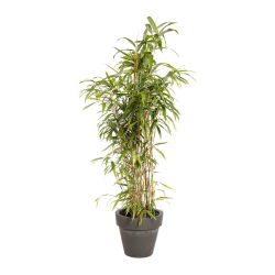 Natuurlijke Plant Bamboe | Decoroom