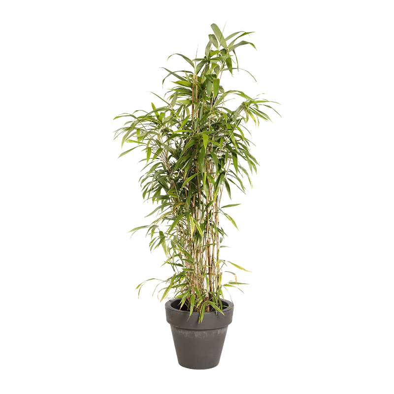 Natuurlijke Plant Bamboe | Decoroom