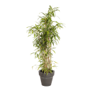 Natuurlijke Plant Bamboe | Decoroom