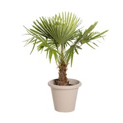 Natuurlijke Plant Palmier H100 | Decoroom