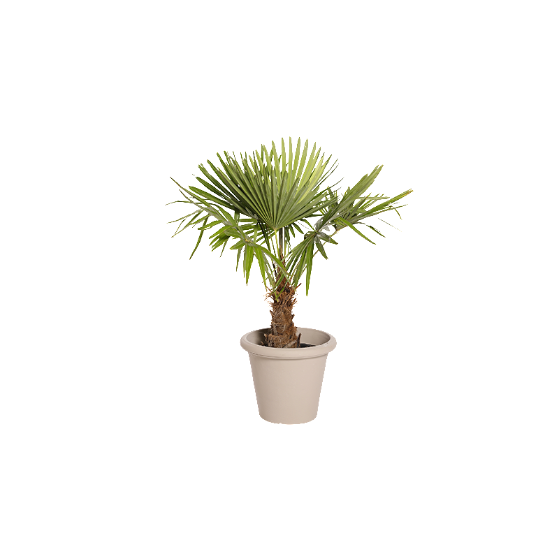 Natuurlijke Plant Palmier H100 | Decoroom