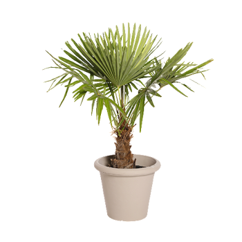 Plante Naturelle Palmier 100cm - Decoroom