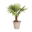 Plante Naturelle Palmier 100cm - Decoroom