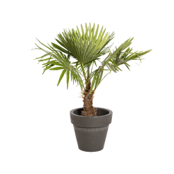 Natuurlijke Plant Palmier H100 | Decoroom