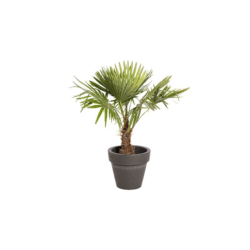 Natuurlijke Plant Palmier H100 | Decoroom