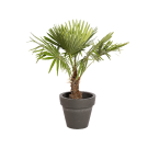 Natural Plant Palmier H100 | Decoroom